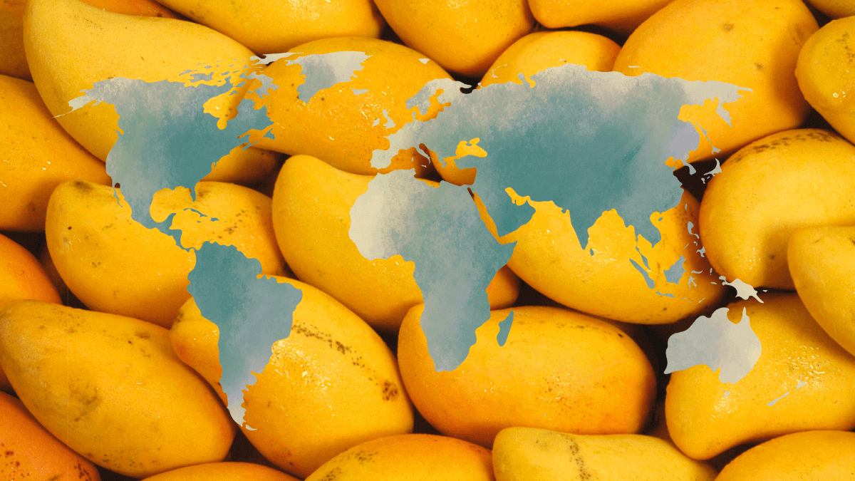 A Global Affair_ Pakistani Mangoes Conquering the World