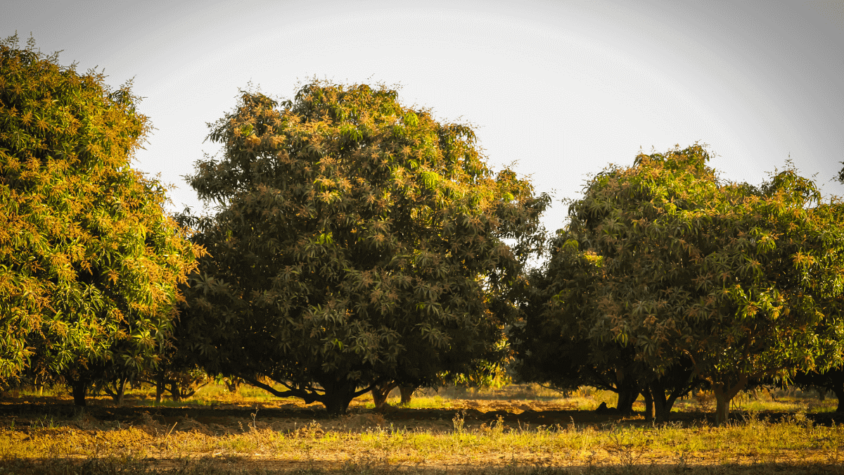A Legacy of Flavor_ The Future of Pakistani Mangoes