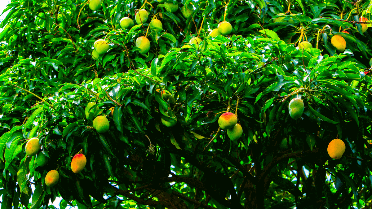 Nature's Nurturing Touch_ The Perfect Climate for Mango Magic